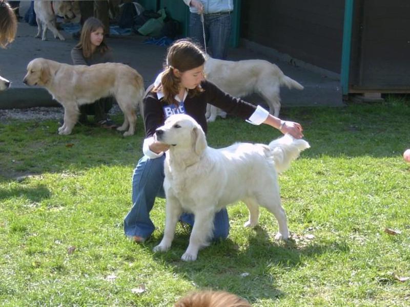 אישיות גולדן רטריבר גולדן רטריבר