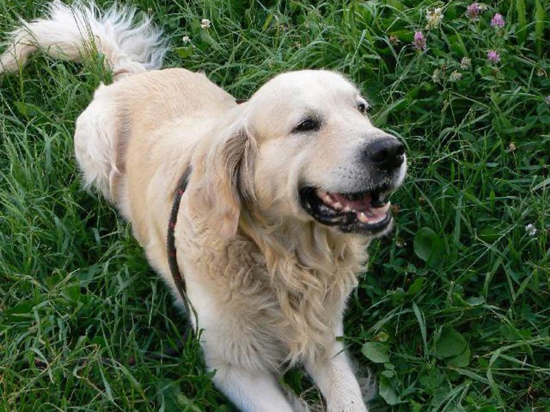 תיאור גזע הכלבים איך להאכיל גולדן רטריבר