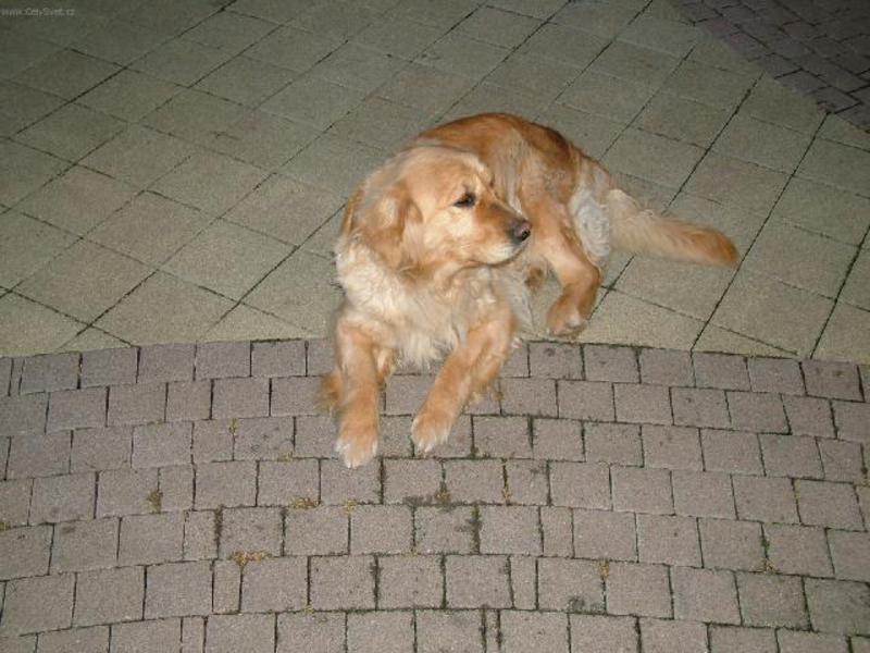 מהם ההרגלים של רטריבר? דמות רטריבר