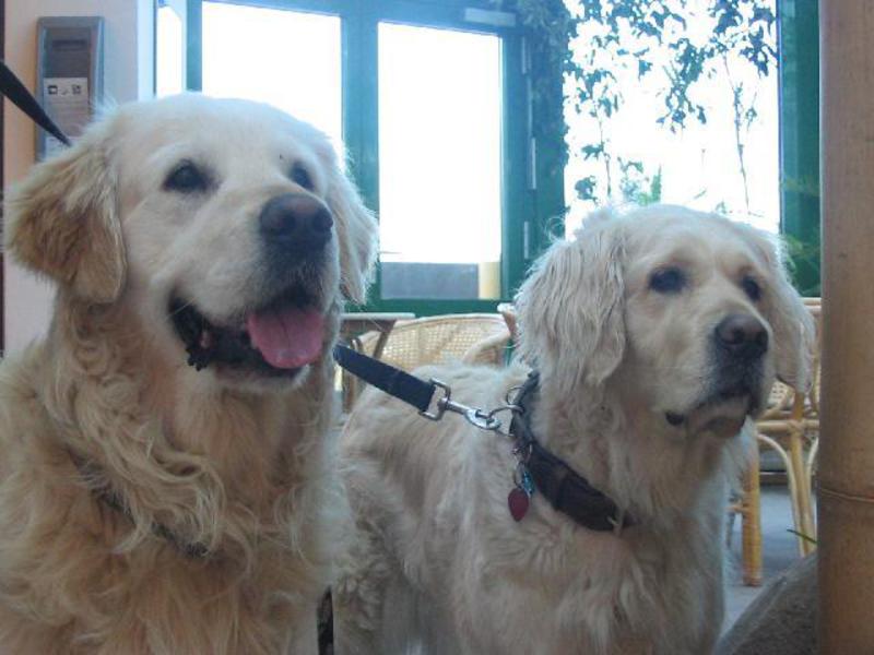 המראה של רטריבר גולדן רטריבר