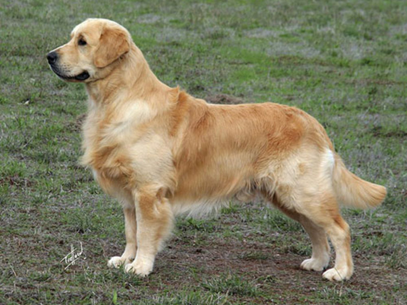 אישיות גולדן רטריבר הרגלים של רטריבר