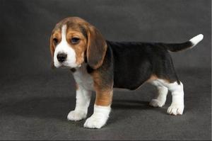 תיאור גזע הכלבים איך לטפל בכלב ביגל