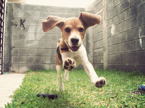 מאפייני גזע הכלבים ביגל מיומנויות ציד כלבים