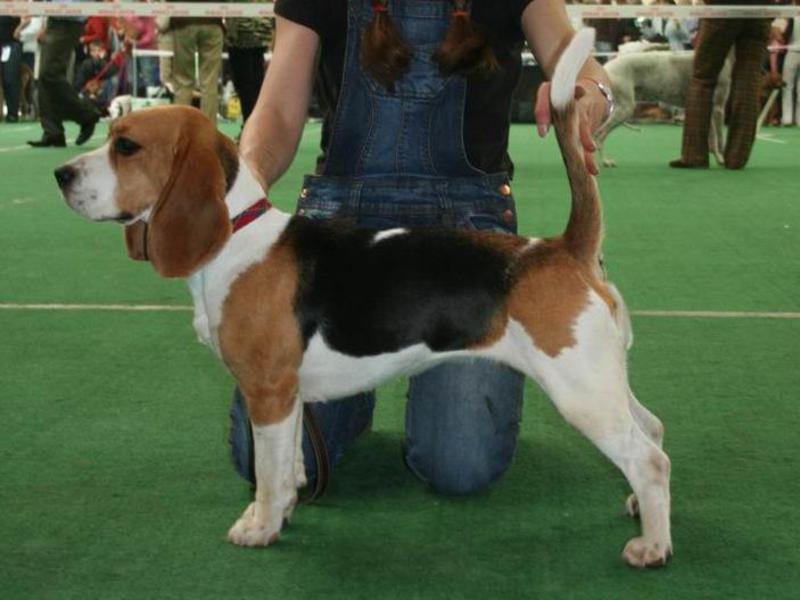 כלבים בגודל בינוני מהגזע איך נראה כלב ביגל?