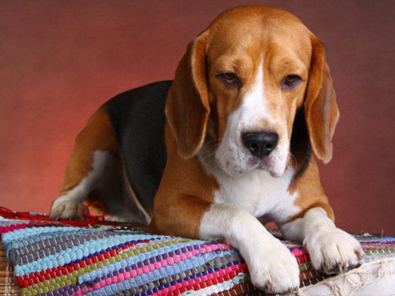 גזע כלבים ביגל תיאור גזע הביגל