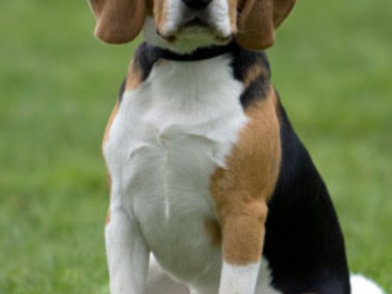 תיאור גזע הביגל דיאטת ביגל