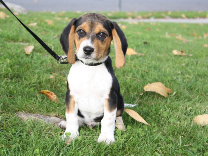 גזע כלבים ביגל כלב ביגל