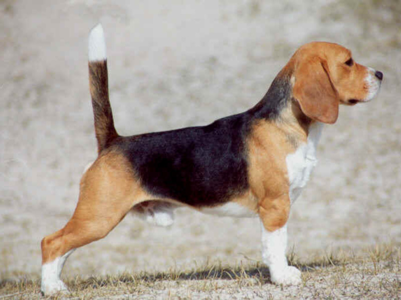 טיפול בביגל האכלת ביגלים