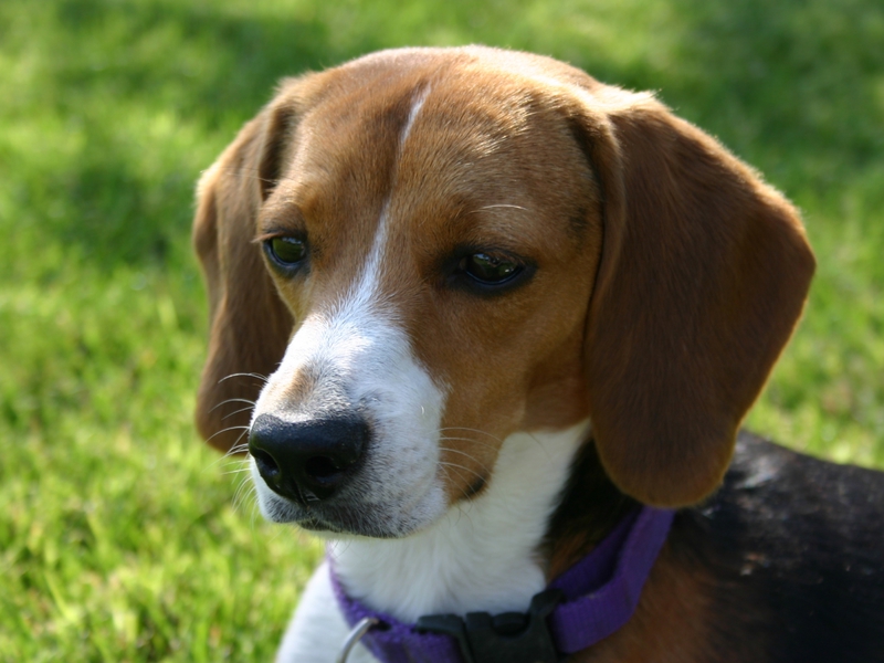 חינוך ואילוף ביגל תחזוקת כלבים בגודל בינוני