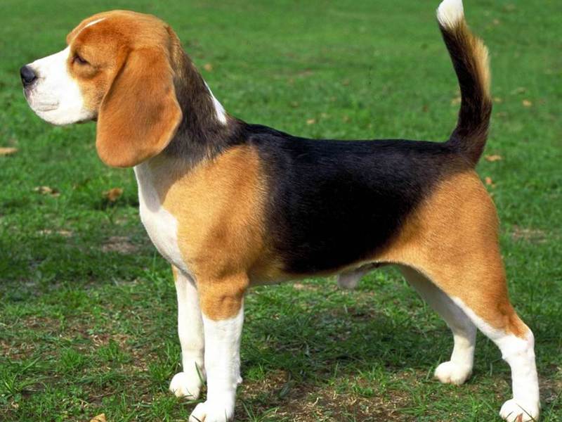 כלב ביגל מראה כלב ביגל