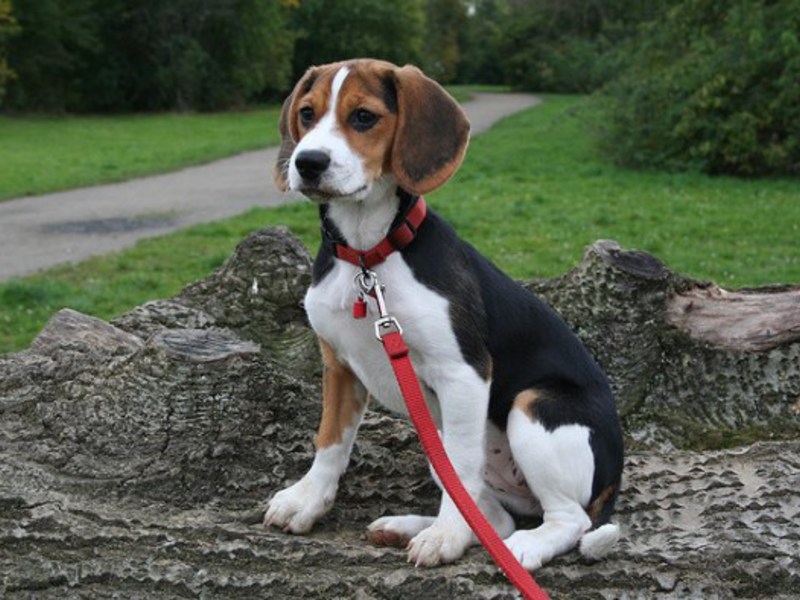 איך נראה ביגל? כלבי ביגל