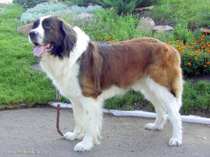 כלב שמירה מוסקבה: תיאור, מאפיינים ותמונות של הגזע