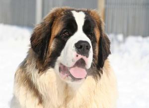 אופיו של כלב שמירה אופיו של כלב שמירה