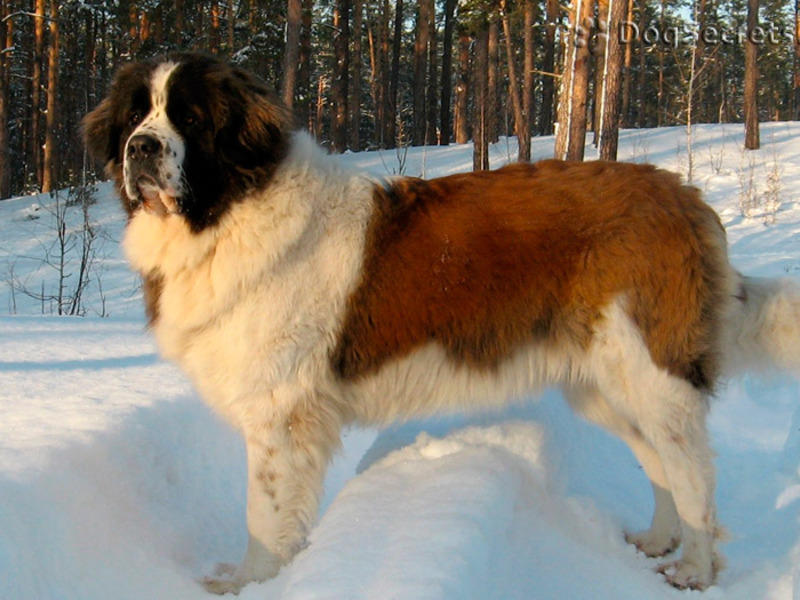 גורי כלבי שמירה במוסקבה מוזרויות של תחזוקת גזע