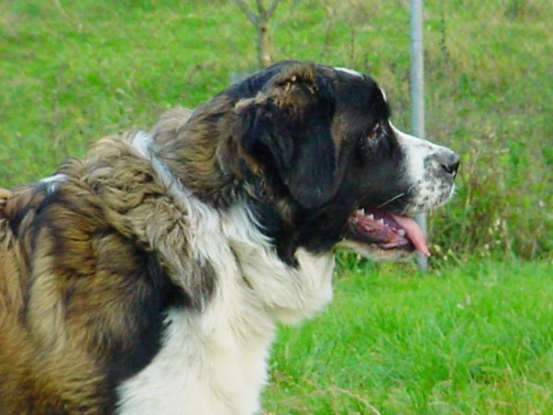 תיאור גזע כלב השמירה איך נראה כלב שמירה מוסקבה?