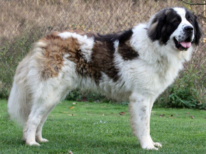 שמירה על כלבי שמירה אילוף כלבי שמירה