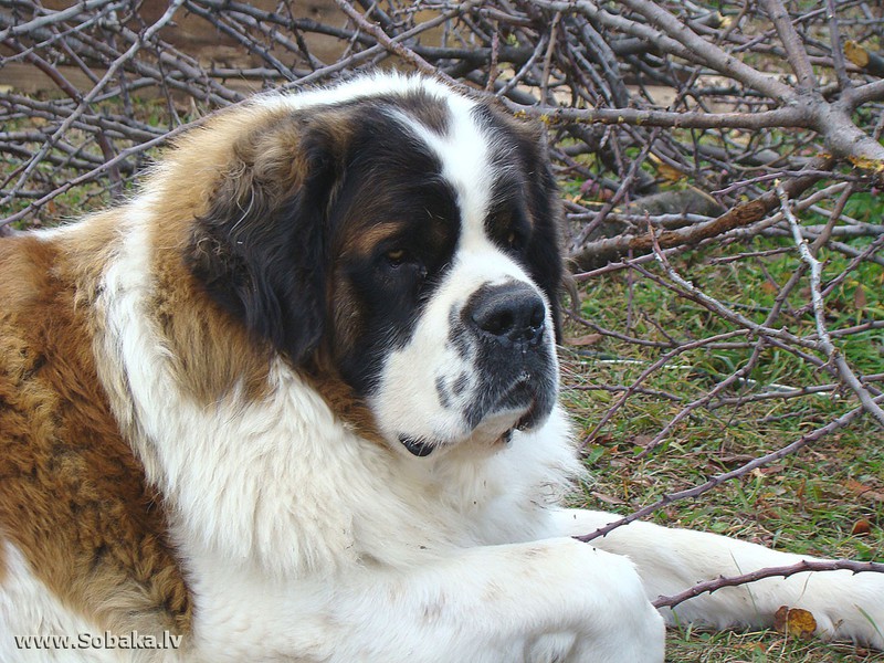 תיאור הגזע מאפייני כלבי שמירה