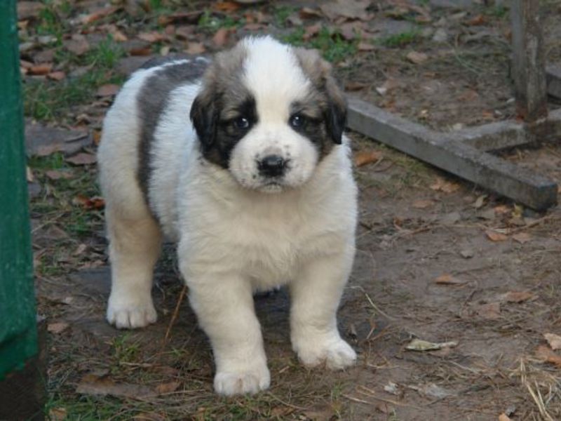 כלב השמירה של מוסקבה כֶּלֶב שְׁמִירָה