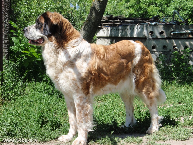 גורי כלבי שמירה במוסקבה צביעת כלב שמירה