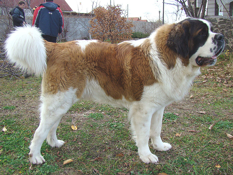 איך נראה כלב שמירה? תיאור הגזע