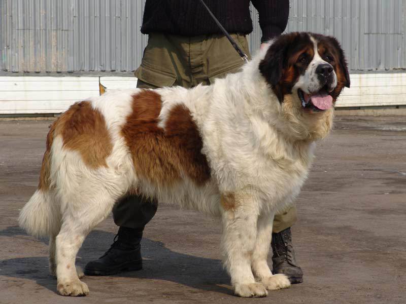 מראהו של כלב שמירה כלב השמירה של מוסקבה