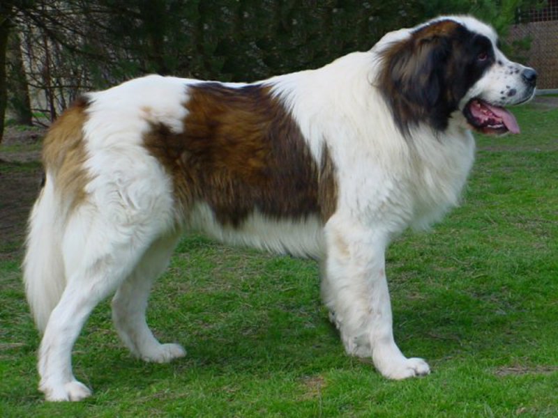 תיאור הגזע איך להאכיל כלב שמירה