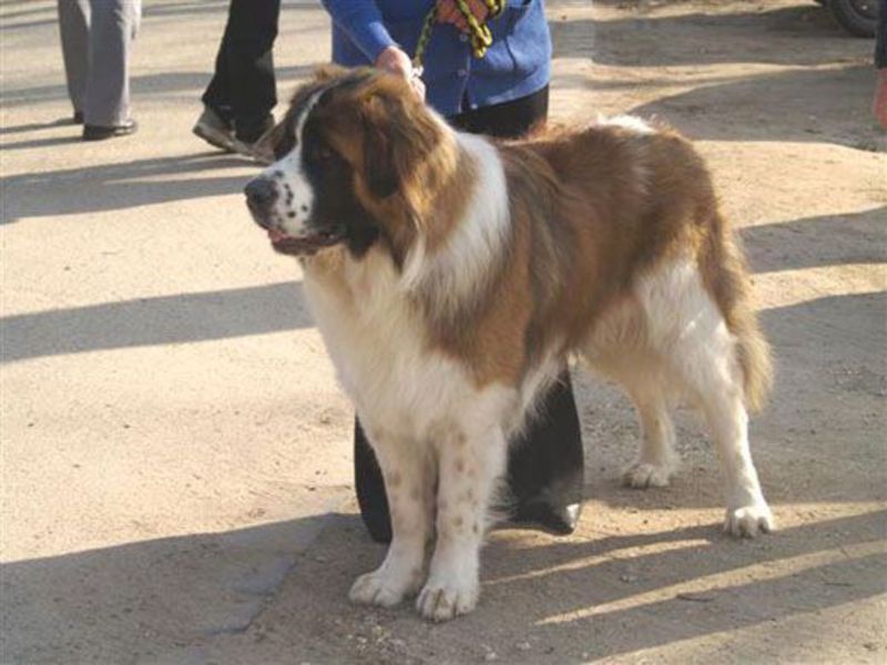 כלב השמירה של מוסקבה תזונה של כלבי שמירה