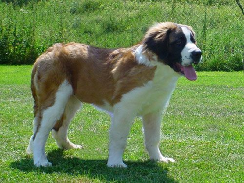 גורי כלבי שמירה במוסקבה כלב שמירה