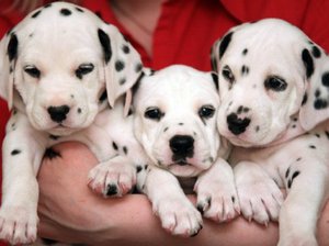 דלמטים ידידותיים אישיות דלמטית