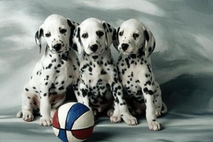 דלמטים והטיפול בהם כלב דלמטי