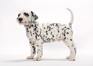 טיפול בכלב דלמטי הכלב הדלמטי הוא גזע ידידותי מאוד.