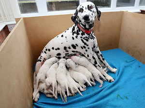 בחירה וקניית גור כלבים איך לטפל בדלמטים