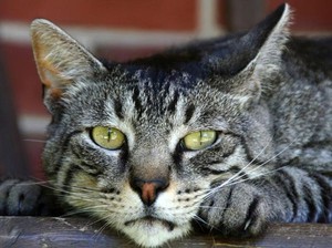 כיצד לקבוע נכון את גיל החתול