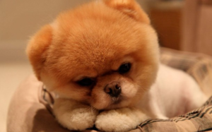 גידול כלבים קטנים כלבים קטנים