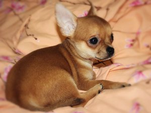 כלב בגודל קטן