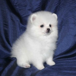 הנחיות לטיפוח כלבים מיניאטוריים