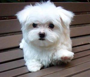 כלבים קטנים