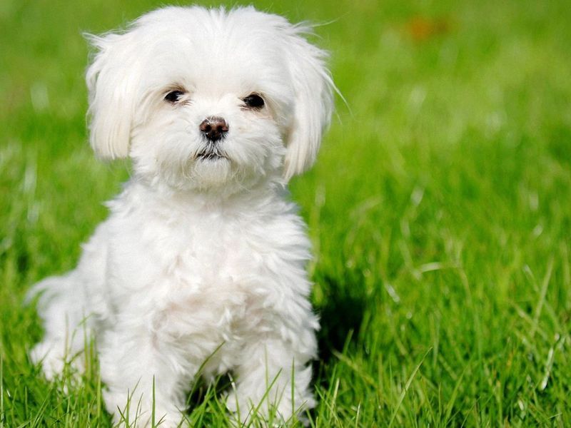 גזעים קטנים של גורים ייחודיות הטיפול בכלבים מגזעים קטנים