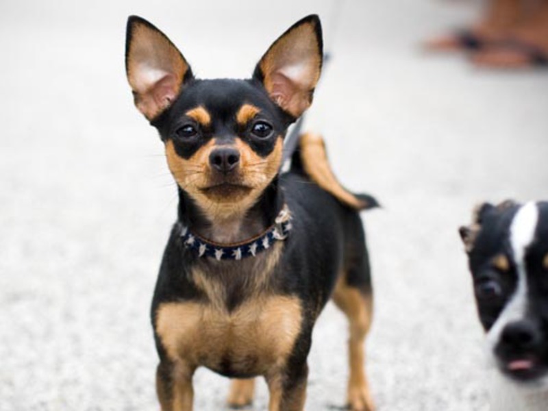 אילו גזעי כלבים קיימים? כלבים קטנים