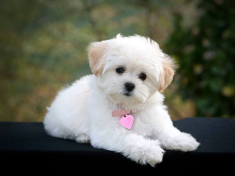 שמירה על כלב כלבים קטנים