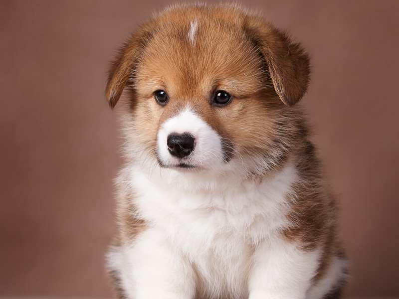 גזעי כלבים קטנים גידול כלבים קטנים