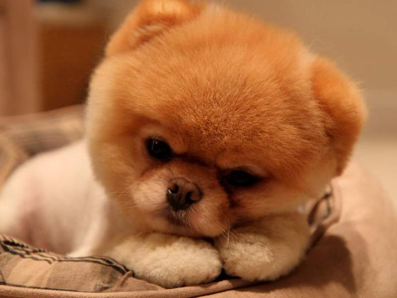 מה שמו של גזע הכלבים? כלבים קטנים לטיפול ביתי