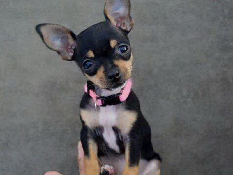 תיאור של גזע כלבים קטנים כלבים קטנים