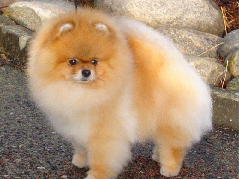 איך לטפל בכלבים מיניאטוריים גזע כלבים ננסי