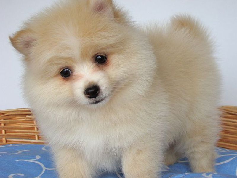 האכלת כלבים מגזעים קטנים כלבים קטנים