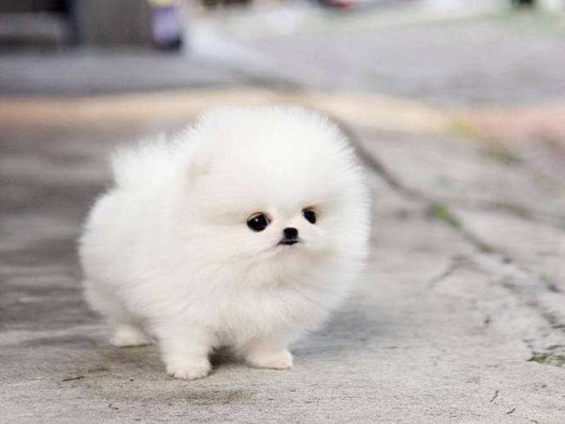 תיאור הגזע תיאור של כלב מיניאטורי