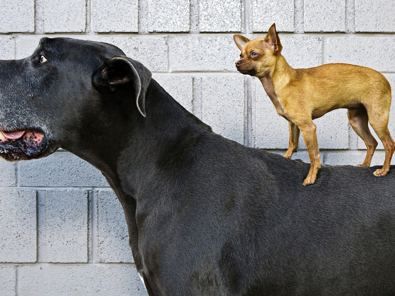 איך לטפל בכלבים מיניאטוריים גזע כלבים קטן