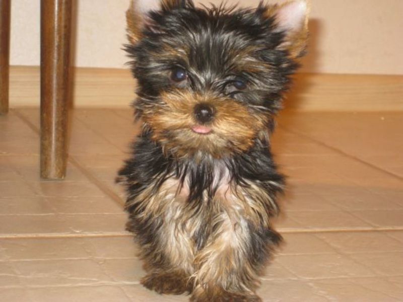 גזעים קטנים של גורים יוריק הנס הקטן