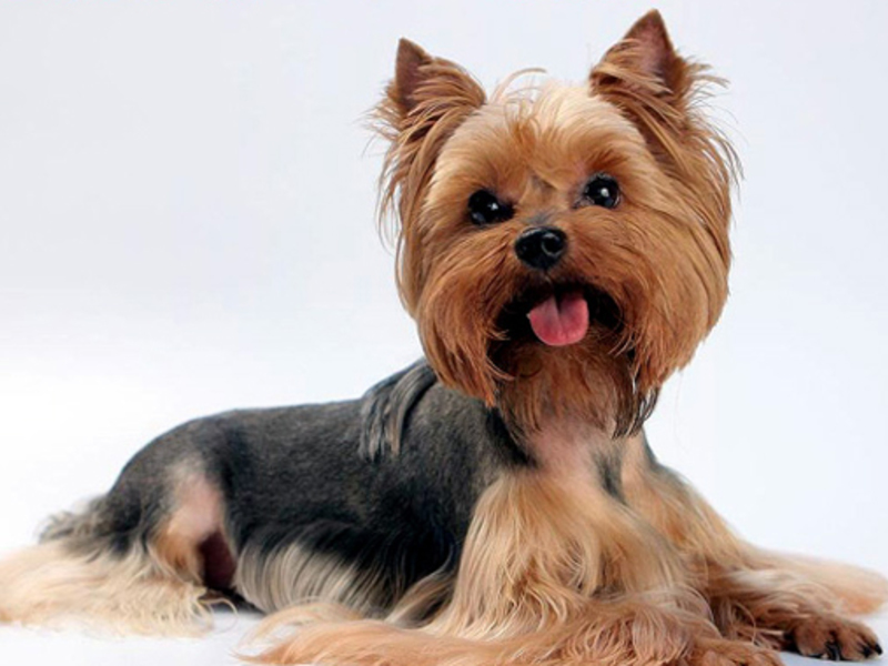 כלבים מיניאטוריים כלבים קטנים