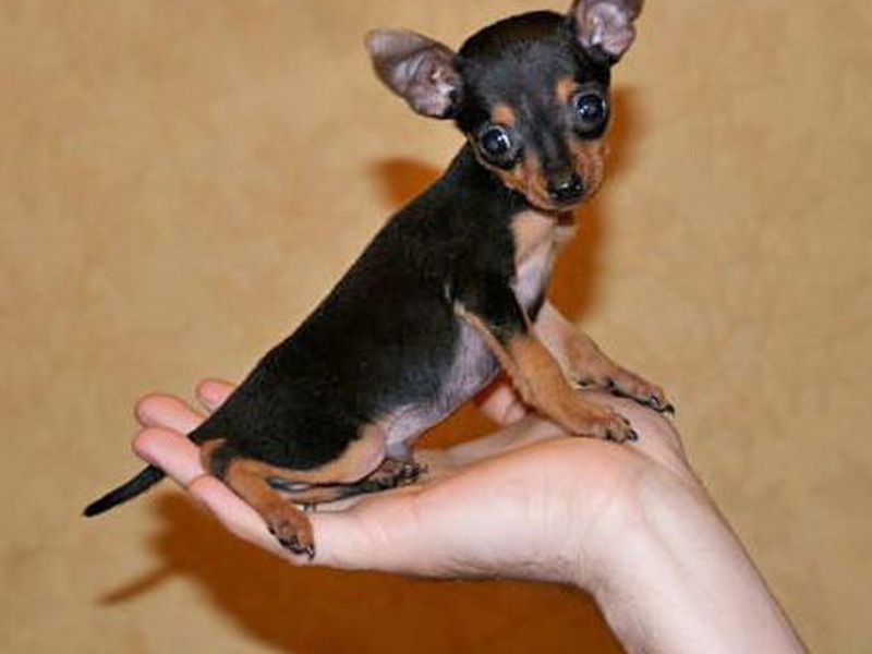 כלב קטן כלבים קטנים